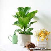 客厅里养这6种植物，不仅能净化空气，还能释放氧气，净化环境