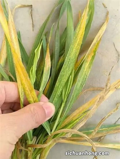 小麦黄花叶病也称花叶病毒病，您了解多少？附防治措施