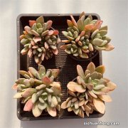 有些地区称叶片肥厚的多肉为“厚脸皮”，你那里有这样的习惯吗？