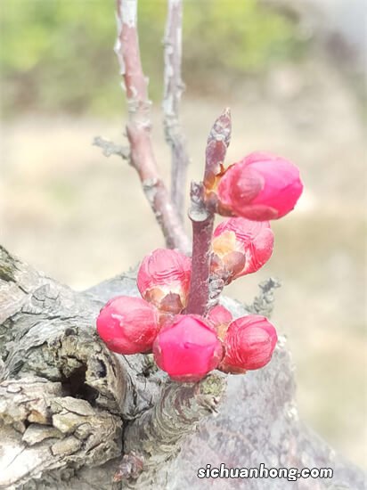 阅尽好花千万树，愿君记取此一枝。——梅花小记