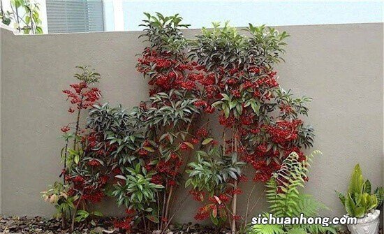 它叫“龙葵”，也叫黑天天，长在花盆别仍，果子好吃作用多