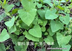 农村河道边，生长着1种“杠板归”，结出一堆小果子，价值高