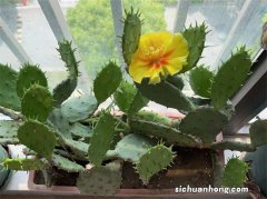 把仙人掌养开花不难！这些花友把仙人掌养的比君子兰都好看