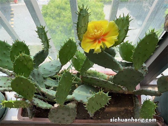 把仙人掌养开花不难！这些花友把仙人掌养的比君子兰都好看