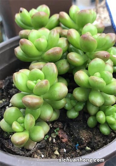 绮罗多肉如何种植？一种非常好养的多肉植物，出状态也好看