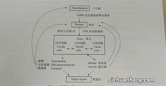 “荷尔蒙”旺盛的男性,有什么特征?自测下你占了几个?