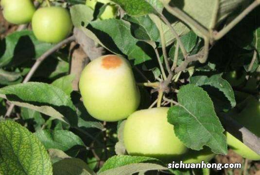 果树补钙最佳时期不容错过