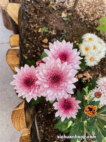 十月养两盆小菊花,花色清新长势旺,多季节有花赏,美极了