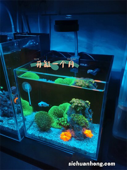 你养过哪些观赏鱼？好养吗？