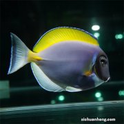 新手养鱼选这种就对，简单好养颜色还好看，整个观赏鱼家族品种多