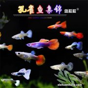 饲养门槛低的几种鱼，哪个更好养