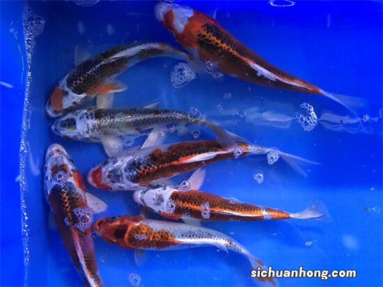 你心目中最贵的冷水观赏鱼是什么？盘点最贵的3类冷水观赏鱼