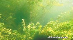 河蟹池塘水草种养技术
