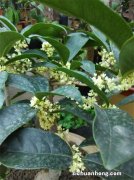 5种花是“醋坛子”，一个月不吃醋就黄叶，半月喝一杯，叶绿花美