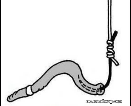 如何用七星漂挂饲料饵料？