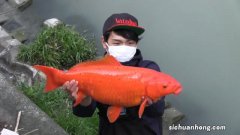 蝴蝶鲤鱼能吃面包虫吗？