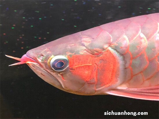 鱼缸水泵软管内壁中的白色絮状物是什么？如何去除？