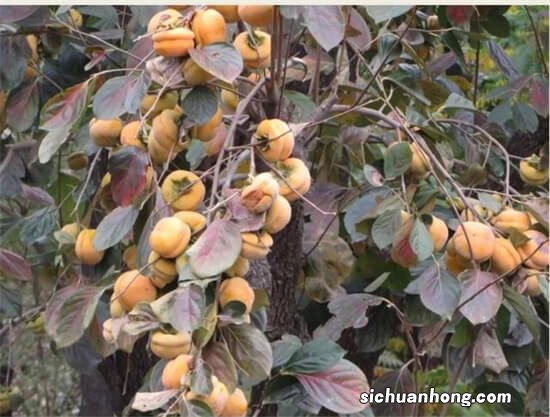 农谚：“大树最怕酸与碱，遇到酸碱定休眠”是啥意思？