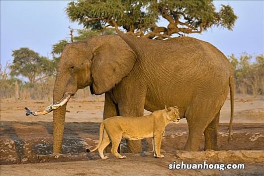 为什么说母象不好惹?