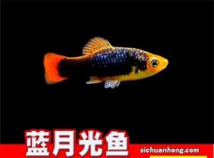 常见小型观赏鱼种类介绍