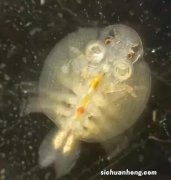 为什么老手不敢轻易给爱鱼喂活食？