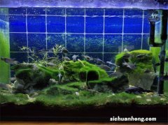 常见观赏鱼可分三类，每类对应饲养难易程度及“养水”标准在这