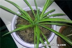 蟹爪兰叶子软塌塌，到底啥毛病？找对了，两天就能缓过来