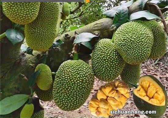 城里人可能不知道,榴莲是长在树上的,火龙果结在“仙人掌”上