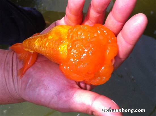 室外水缸中古法养鱼,什么品种最适合饲养?