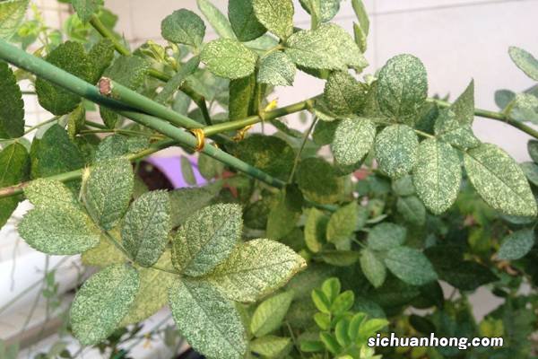 蔷薇花叶子发黄，老长不好是怎么回事？