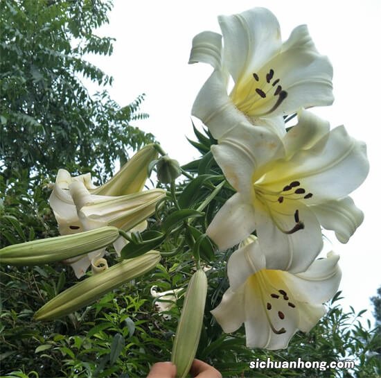 农村山野常见的野百合,挖回家却种出别样的风景!