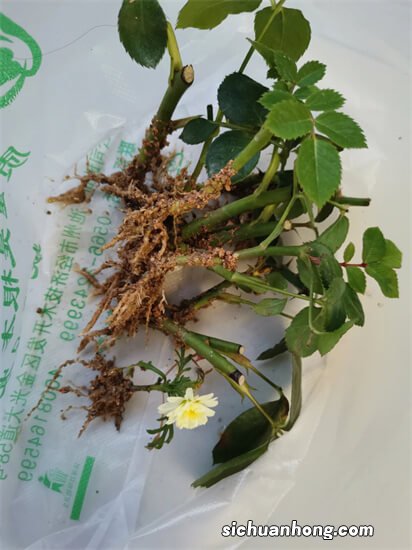 冬天扦插月季花,做好2步生成小盆栽,开春就能有花苞