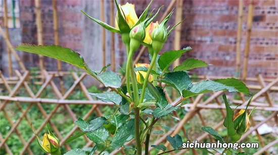 养好月季很简单，不断修剪和施肥，又长新叶又长花苞、健壮茂盛