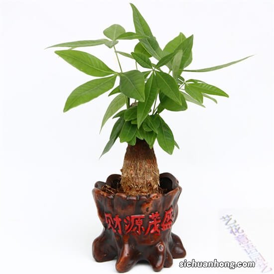 发财树换盆,做好“关键”1步,不烂根,不烂叶,后期养护很简单