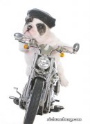 广东：小伙骑摩托车带狗回家过年 布带绑身上 带个妹子吧