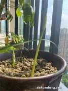 芍药花上有粘液是怎么回事？