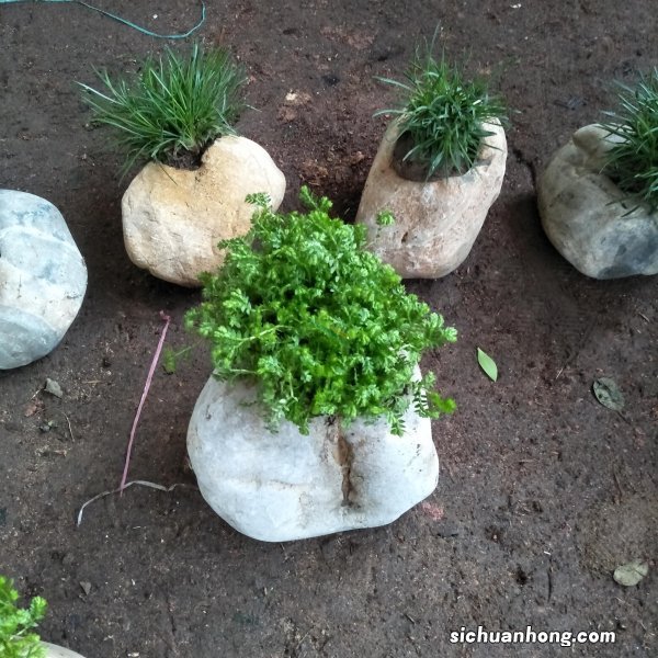 小伙把花种在石头上,这种创意让花的价格翻了倍,功夫下的真不浅