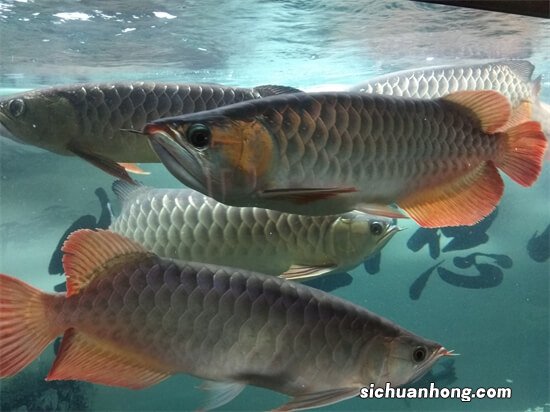 萌宠|过百万一条的龙鱼，你也可以养！