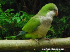 绿和尚鹦鹉价格跌入谷底，却无人问津，无外乎这4个原因