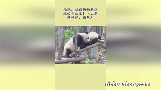?网传大熊猫“福禄”淋雨 具体经过是怎样的？