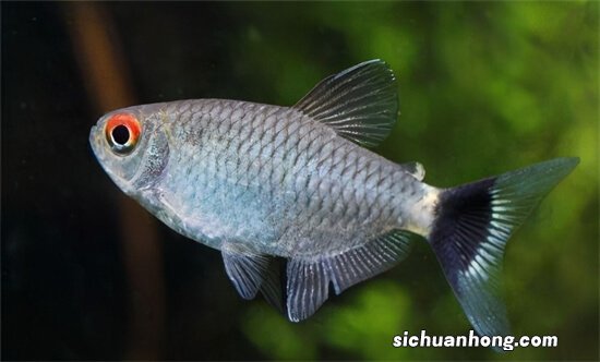 老板让我买灯鱼，我问：是红绿灯吗？