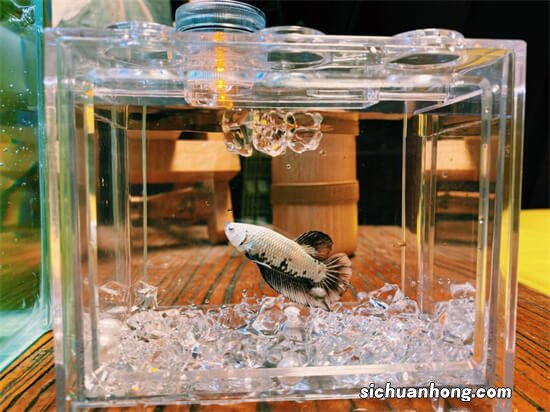 不用打氧就能养活的观赏鱼，你知道几种？