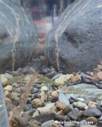 菜鸟成神之路你须知——海缸养水十二步！