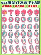 胎儿1-40周的发育过程如何？