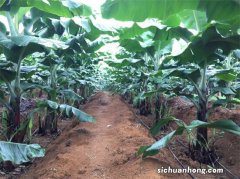 海南香蕉优质高产栽培管理技术