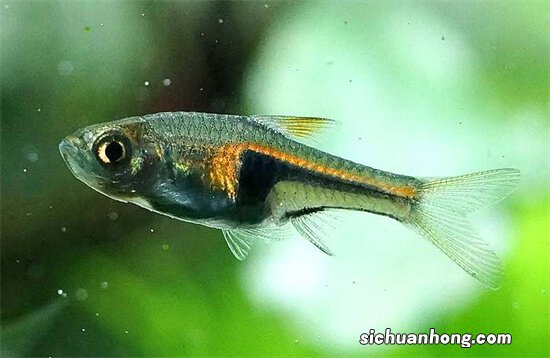 哪些灯鱼喜欢繁殖？