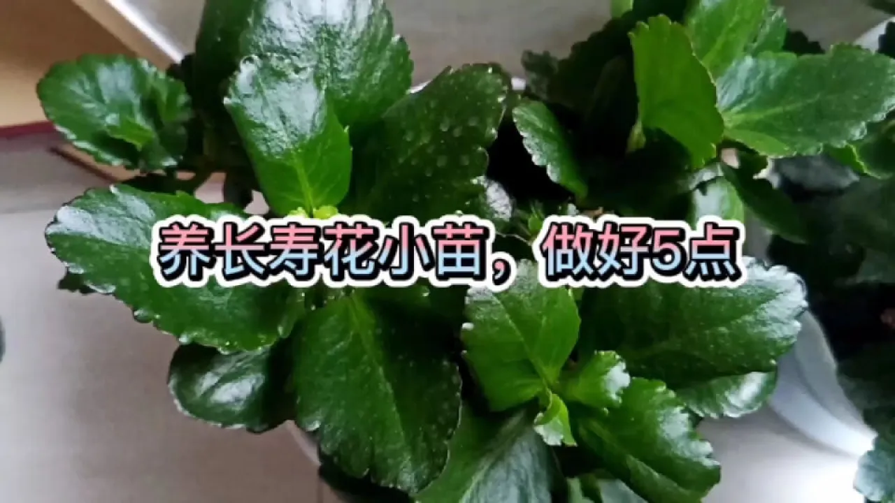 人养花,花也养人,这15种花,越养家里越干净