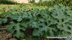 4种“叶子花”，叶子气质独特，好像油画一样