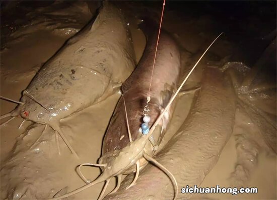 解锁新鱼种了！路亚米级巨物“埃及塘鲺”，这个鲇有点不一样……