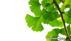 贵州从江：冬日少数民族村寨 银杏遍地撒金黄